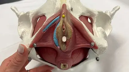 STRENGTHEN THE PELVIC MUSCLES :- 10 PELVIC MUSCLES EXERCISE