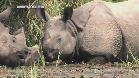 NHK Wildlife - Return of the Giants: The Indian Rhinoceros (2012)