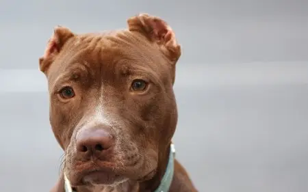 Dog's Best Friend - Wallpapers