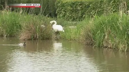 NHK Wildlife - Secrets of the Waterside: The Canals of England (2011)