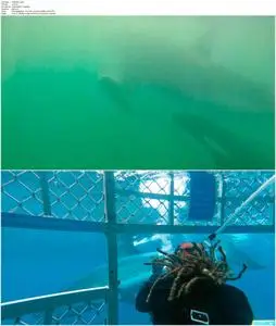 Orca vs. Great White (2021)
