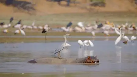 Smithsonian Ch. - Tales from Zambia: Series 1 (2015)