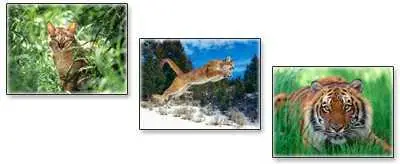 Animals Wallpaper - pack3