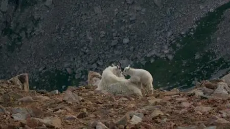 PBS Nature - Born in the Rockies: Growing Up (2021)