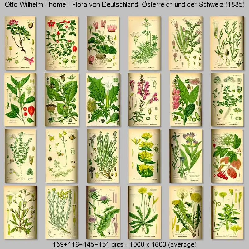 Otto Wilhelm Thomé - Flora von Deutschland, Osterreich und der Schweiz (1885)