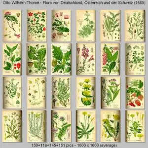 Otto Wilhelm Thomé - Flora von Deutschland, Osterreich und der Schweiz (1885)