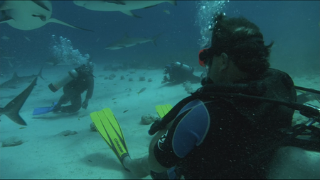 Ocean Odyssey The Blue Realm (2004-2008)