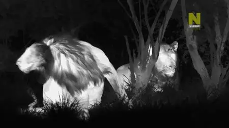 ZDF - Africa's Hunters of the Night (2021)