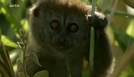 (Arte) Madagascar (2011)