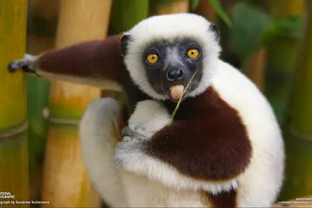 National Geographic Collection
