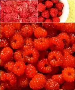 Photo stock - Raspberry