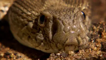 BBC - Natural World: One Million Snake Bites (2011)