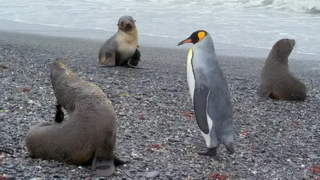 The Penguin King (2012)