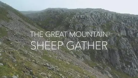 BBC - The Great Mountain Sheep Gather (2020)