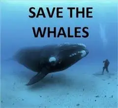 «Save the Whales Photography» by ANONYMOUS