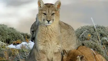 PBS Nature - Pumas: Legends of the Ice Mountains (2021)