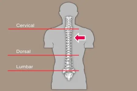 Anatomy for Artists: The Human Form Revealed [repost]