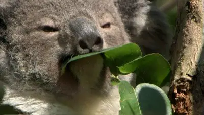 PBS - Nature: Cracking the Koala Code (2012)