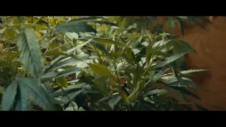 Honeydew (2024)