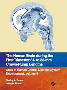 The Human Brain during the First Trimester 31- to 33-mm Crown-Rump Lengths (Repost)