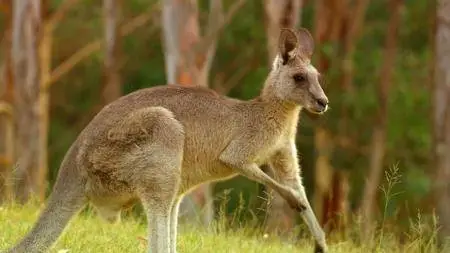 Discovery Atlas: Australia Revealed (2006) [ReUp]