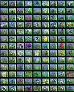 RPC Models for Max – Plantscape vol. 2