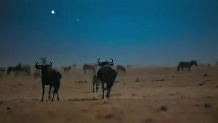 Earth at Night in Color S01E06