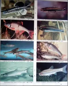 Axelrod H. - Atlas of Freshwater Aquarium Fishes. [Repost]