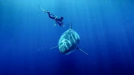 NG. - World's Biggest Great White? Expedition Hawaii (2020)