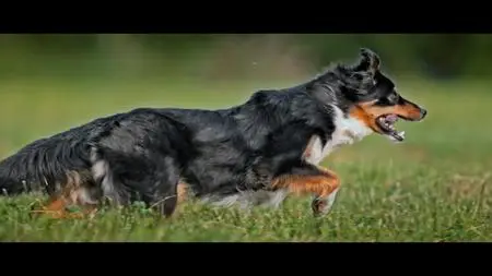 Le règne animal S01E02