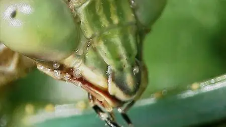 BBC - Insect Dissection: How Insects Work (2013)