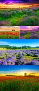 Stock Photo - Summer Field