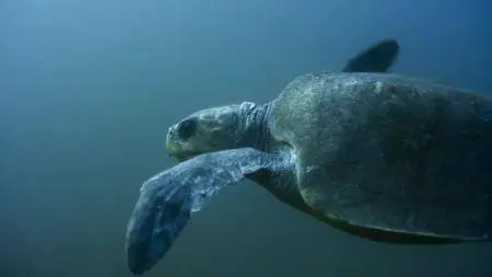 Blue Planet II S01E06