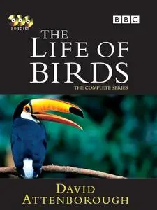 BBC - The Life of Birds (1998)