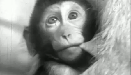 (Fr2) Les mémoires d'un bébé (2010)