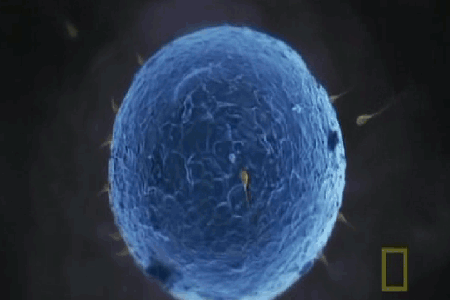 National Geographic: Incredible Human Machine