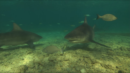 Ocean Odyssey The Blue Realm (2004-2008)