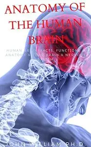 ANATOMY OF THE HUMAN BRAIN: Humаn Brain: Fасtѕ, Funсtіоnѕ & Anatomy & Yоur Brаіn & Nervous Sуѕtеm