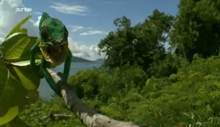 (Arte) Madagascar (2011)