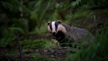 BBC - Springwatch at Easter (2015)