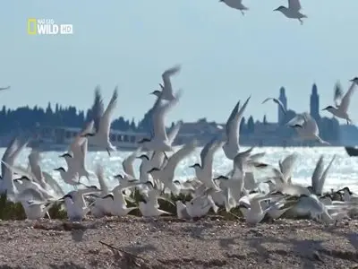 National Geographic - Wild Venice (2015)