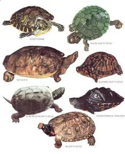 Dr. Philip Whitfield, Longman's Illustrated Animal Encyclopedia - Reptiles