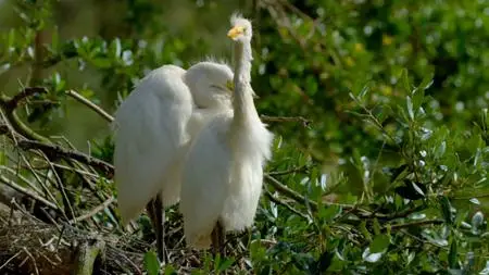 Florida: Americas Animal Paradise (2019)