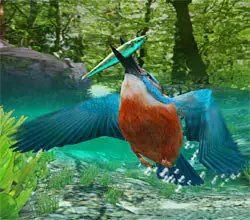 Kingfisher.3D.Screensaver.v1.0
