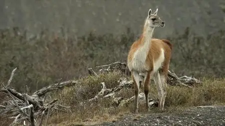 PBS Nature - Pumas: Legends of the Ice Mountains (2021)