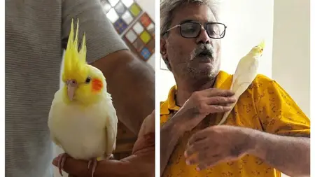 Beginner Cockatiel Care & Training