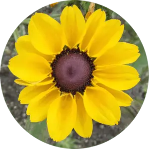 MesaExif 2.4.22