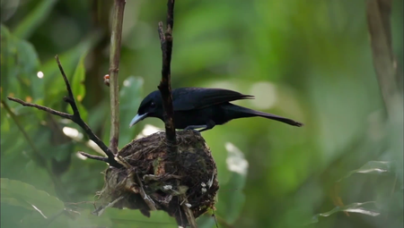 Smithsonian Channel - Islands of Creation (2015)