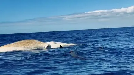 NG. - World's Biggest Great White? Expedition Hawaii (2020)