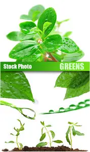 Stock Photo - Greens